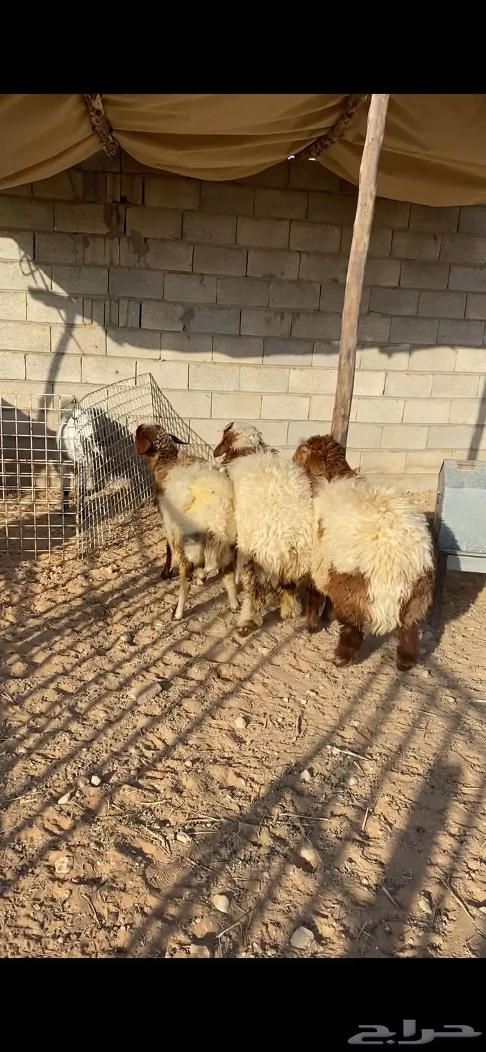 ذبايح نعيم 1