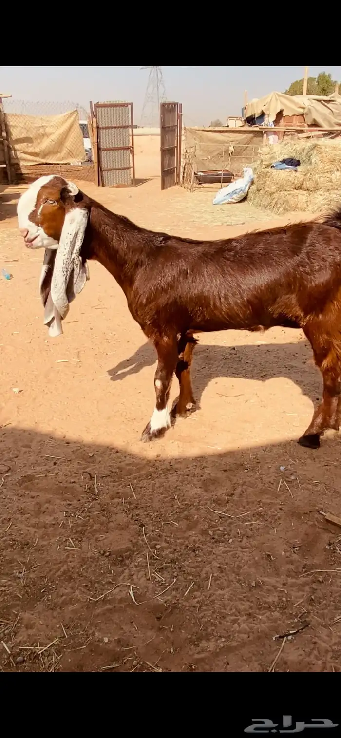 جفره مطوره خصم 0