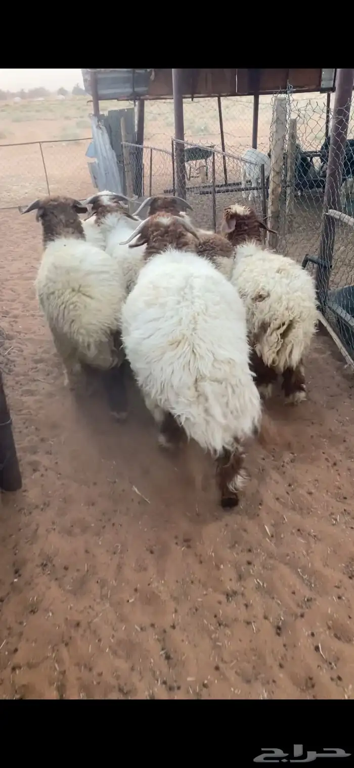 خرفان نعيم بلدي 3