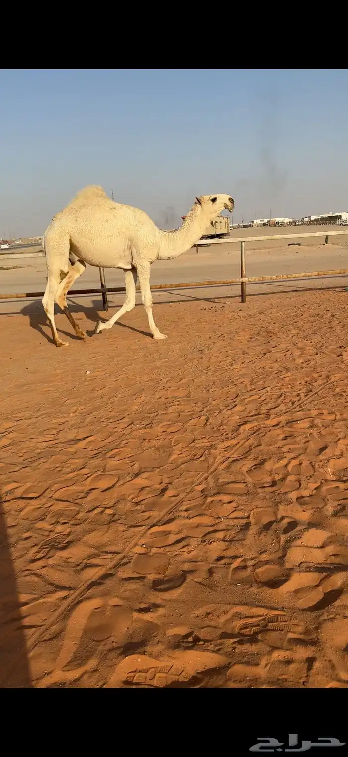 قعود حق رماني 0