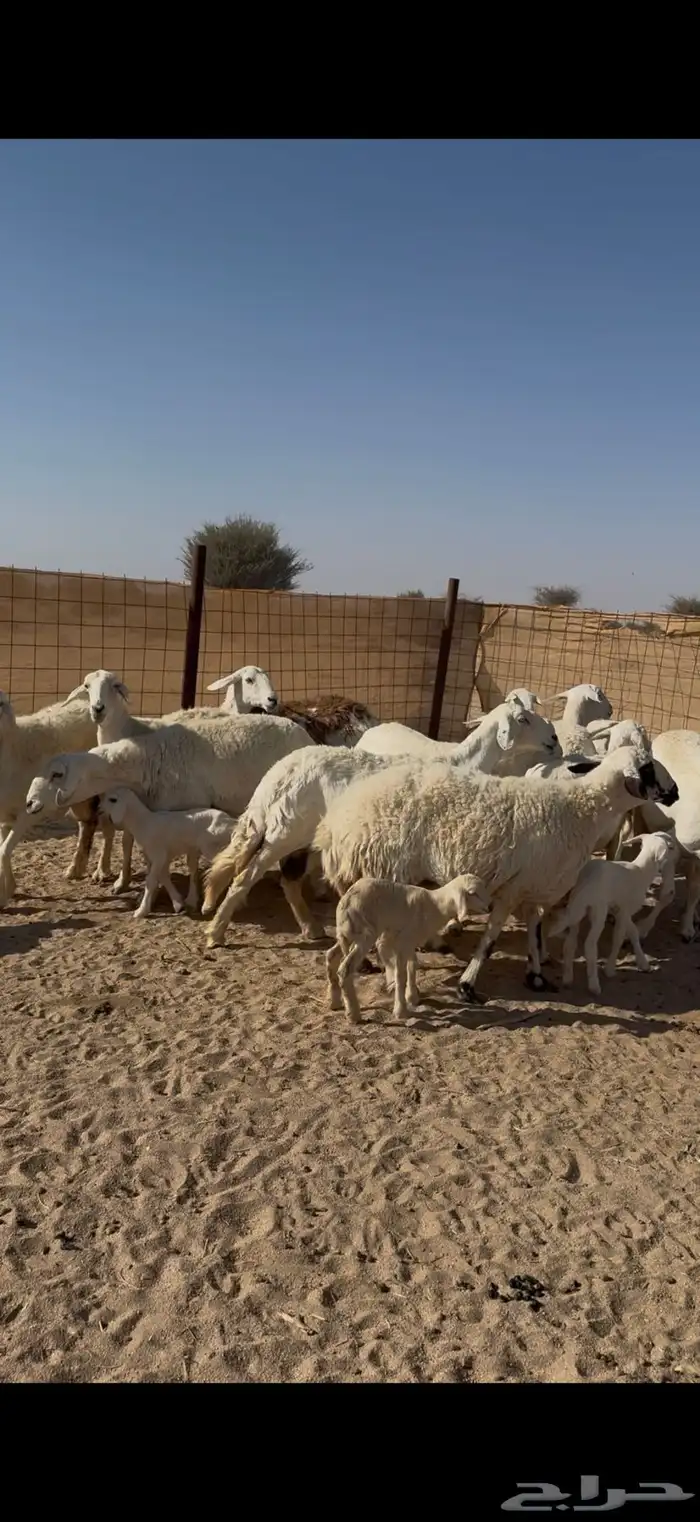 البيع غنم مراح العدد 20 تحتها 20 3