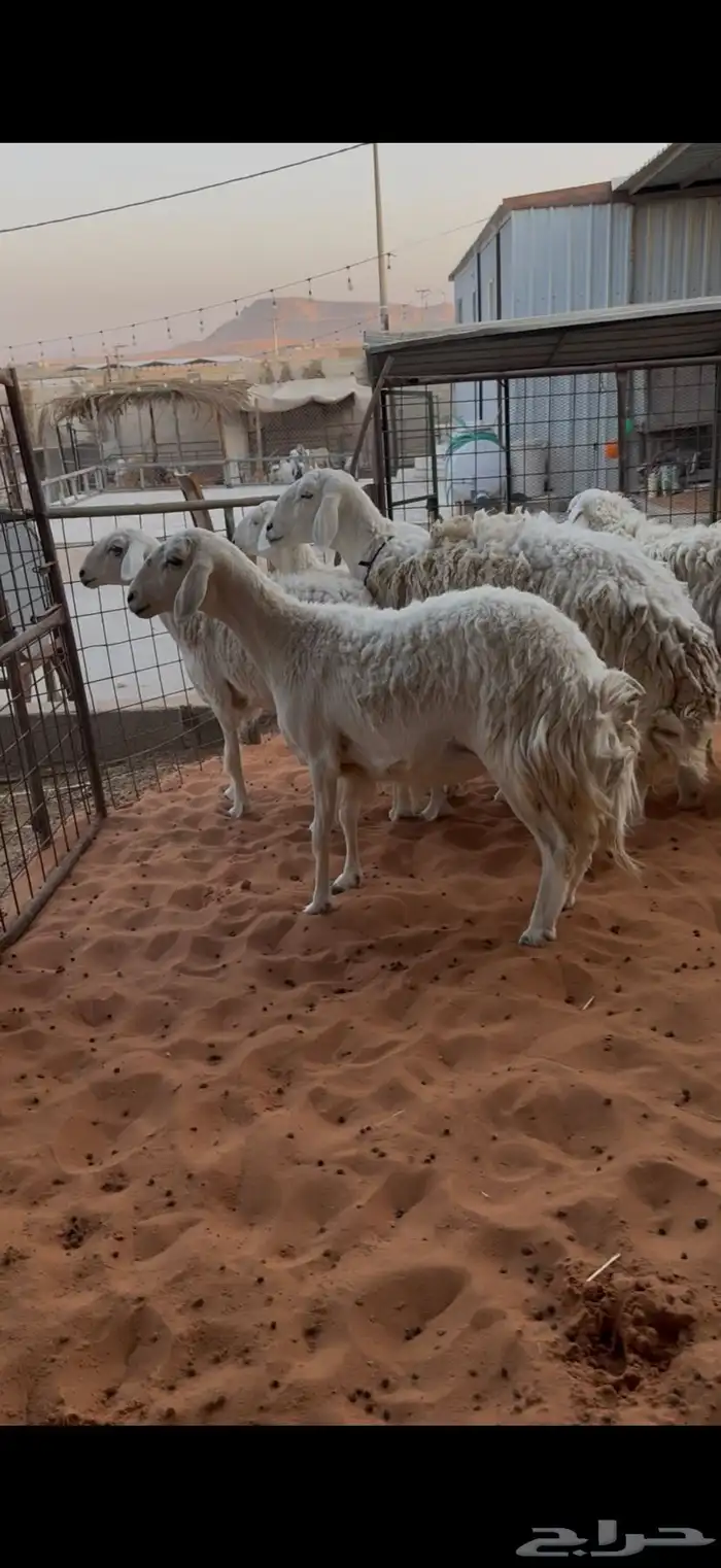 حريات حرش ثنوات ورباع وتامه 1 3