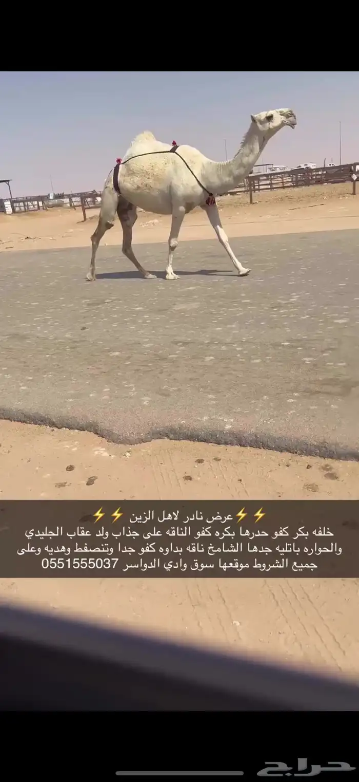 خلفه كفو حدرها بكره 0