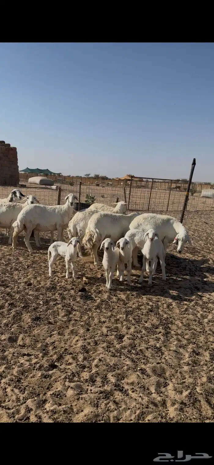 البيع غنم مراح العدد 20 تحتها 20 0