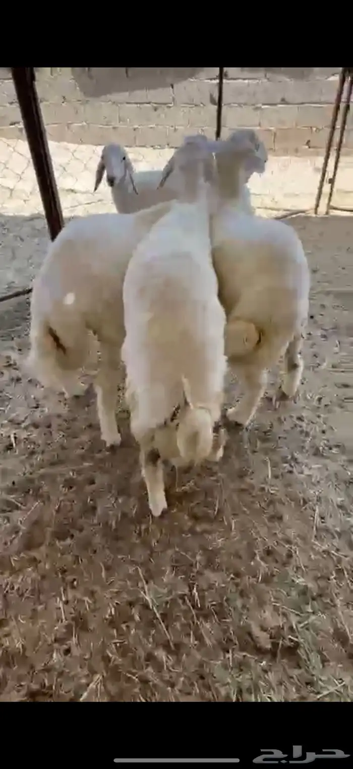 خروفين ورخل شحم 3