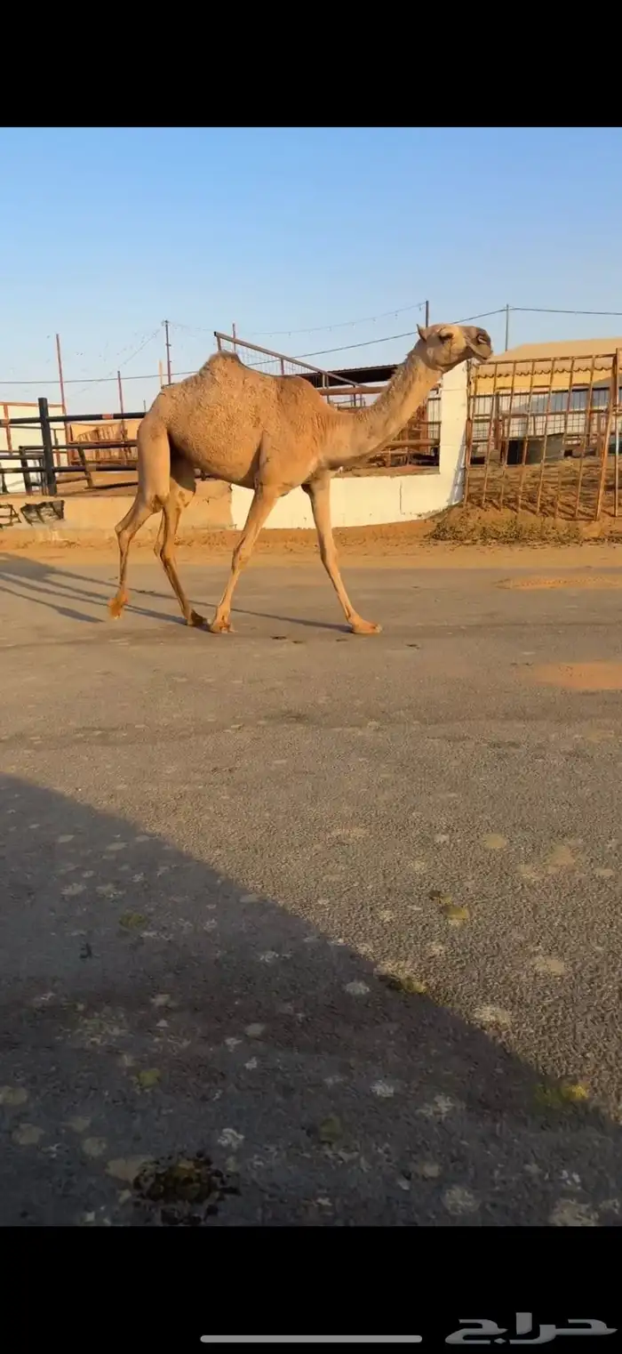 بكره على بعارين هيف القحطاني 0