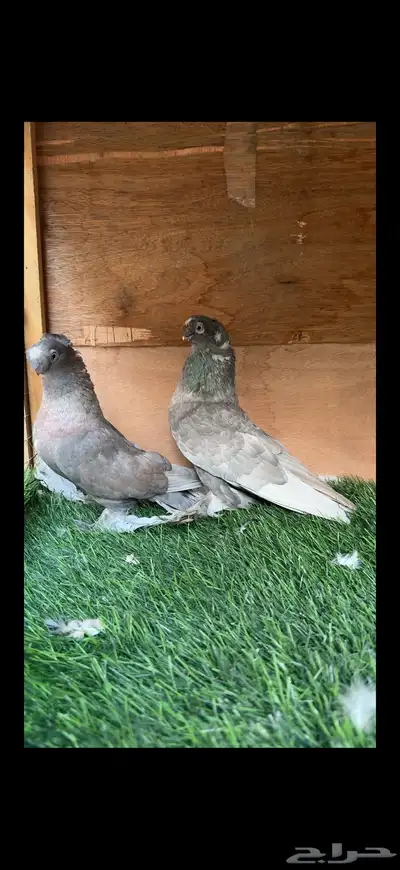 جوز حمام اوزبك index