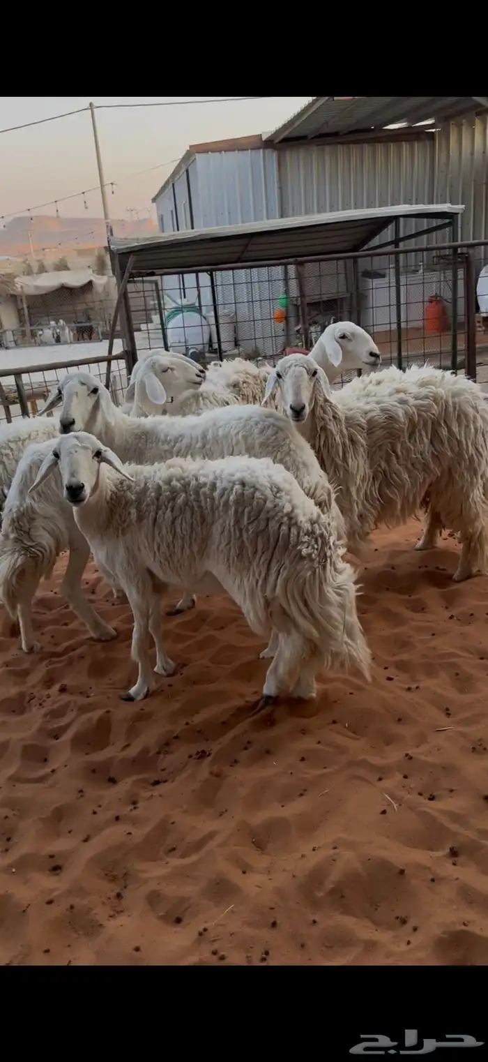 حريات حرش ثنوات ورباع وتامه 1 1