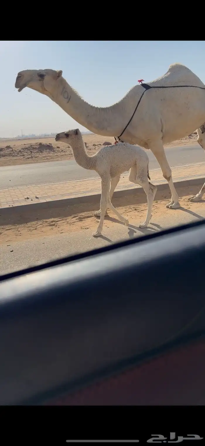 خلفه كفو حدرها بكره 8