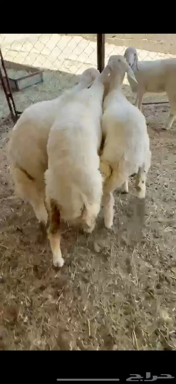 خروفين ورخل شحم 4