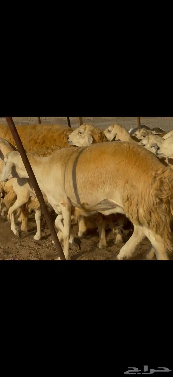 ما شاء الله وتبارك الله اعرض لكم غنم حريات دفيع 2