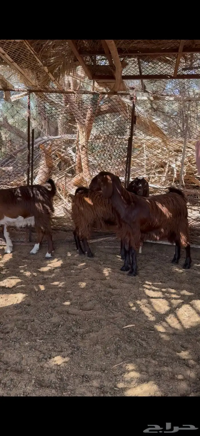 جفار مقفلات شحم وصنف 1