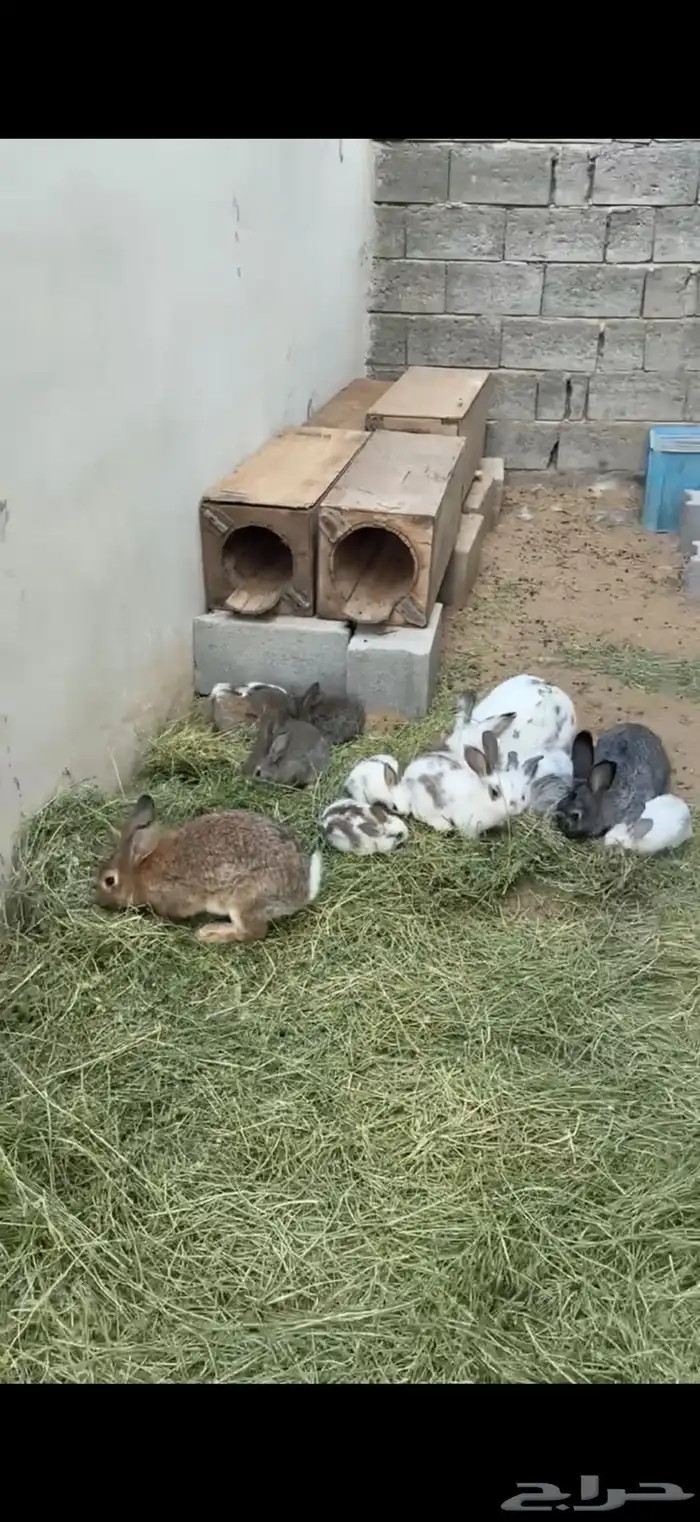 ارانب للبيع العدد 15 فيها كبير وسط وصغير للبيع 2
