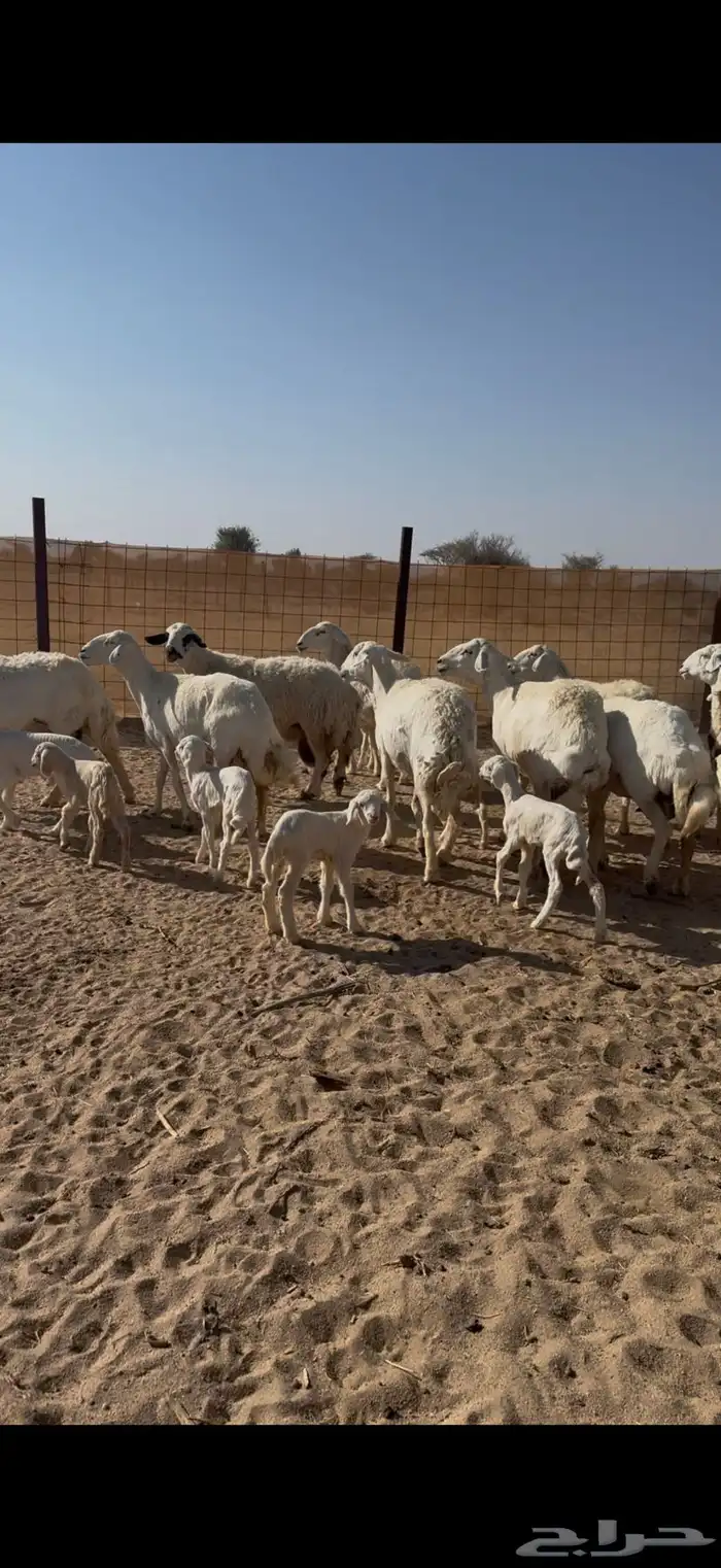 البيع غنم مراح العدد 20 تحتها 20 2