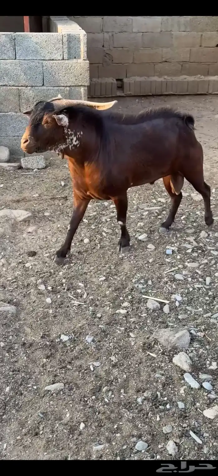 فحل ادهم اوشح ادبس 1