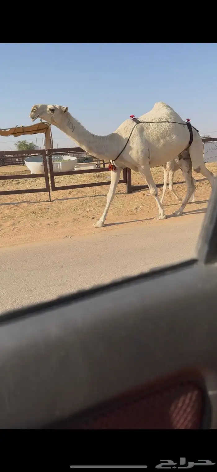 خلفه كفو حدرها بكره 1