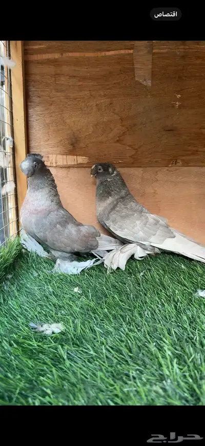 جوز حمام اوزبك index