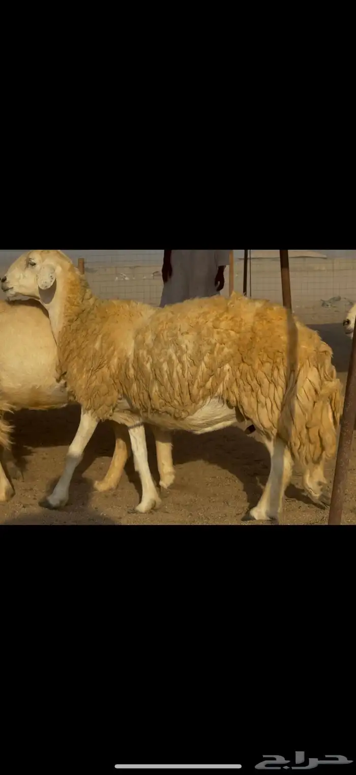 ما شاء الله وتبارك الله اعرض لكم غنم حريات دفيع 4