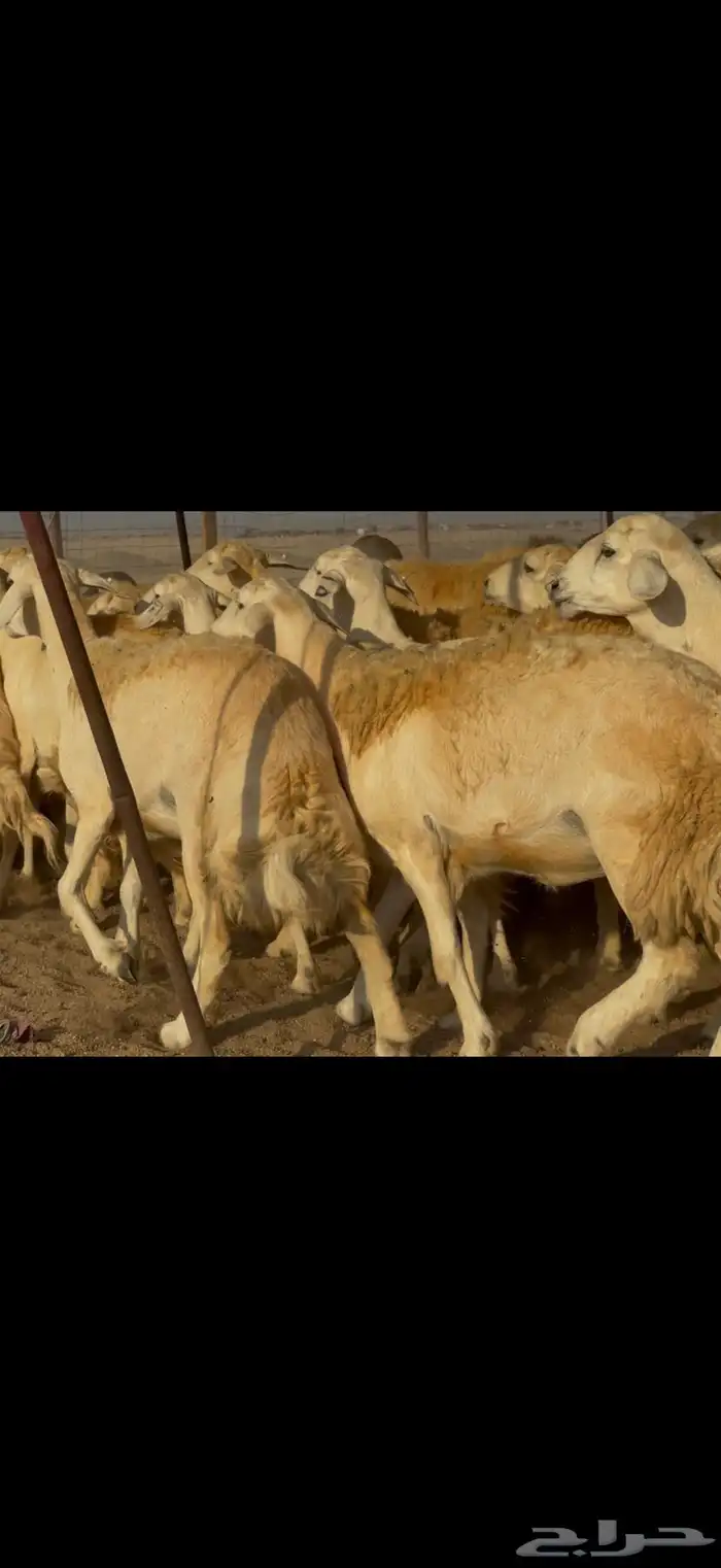 ما شاء الله وتبارك الله اعرض لكم غنم حريات دفيع 0