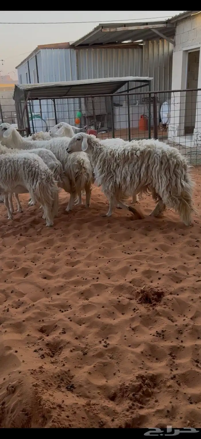 حريات حرش ثنوات ورباع وتامه 1 0