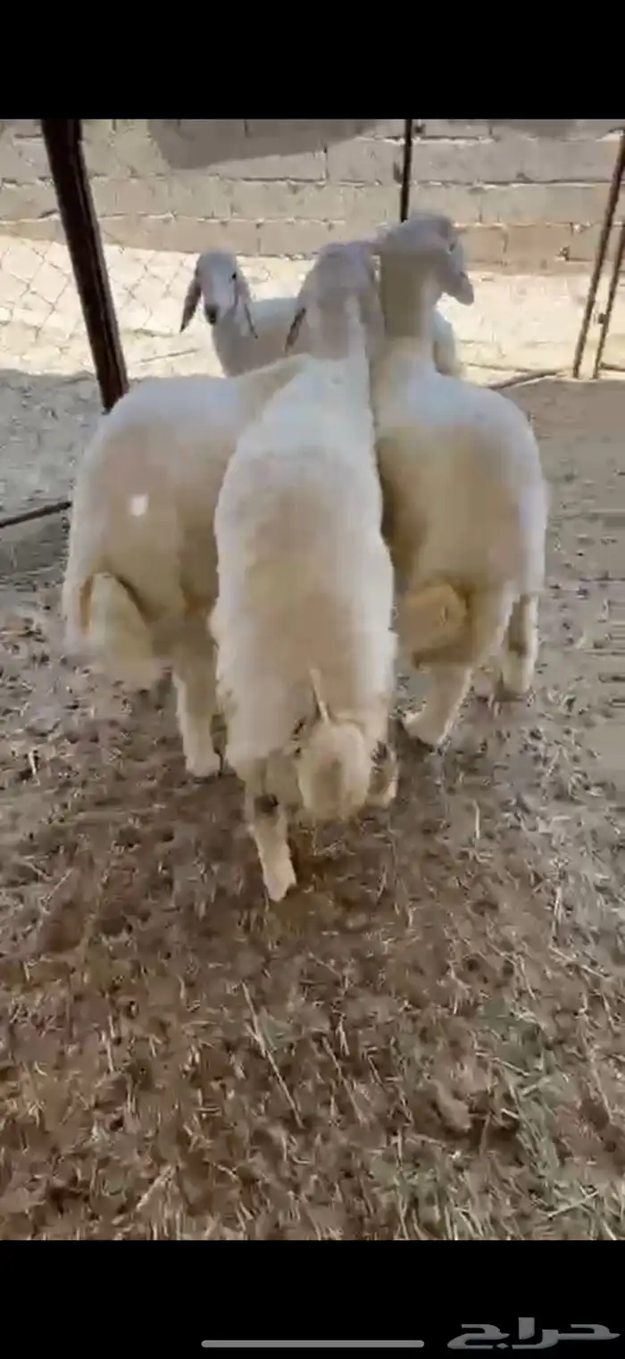 خروفين ورخل شحم 0