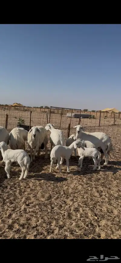 البيع غنم مراح العدد 20 تحتها 20 index