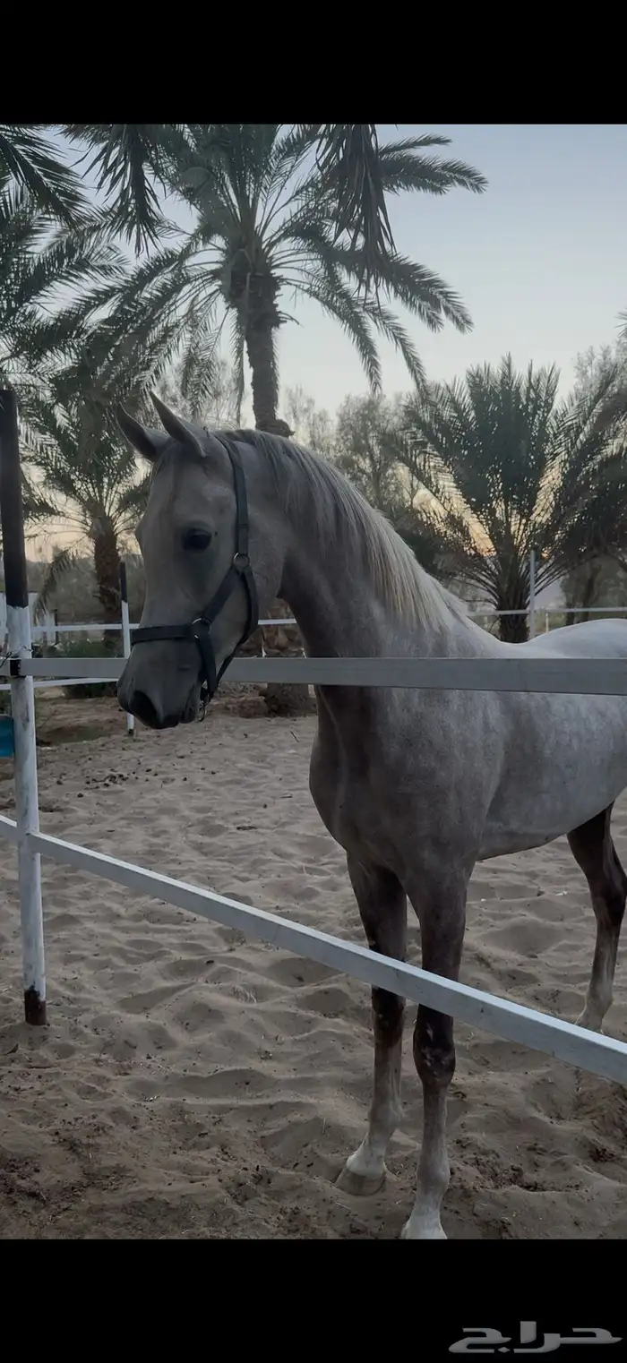 حصان شعبي من النوادر رفع وجباره وباقي مهر 2