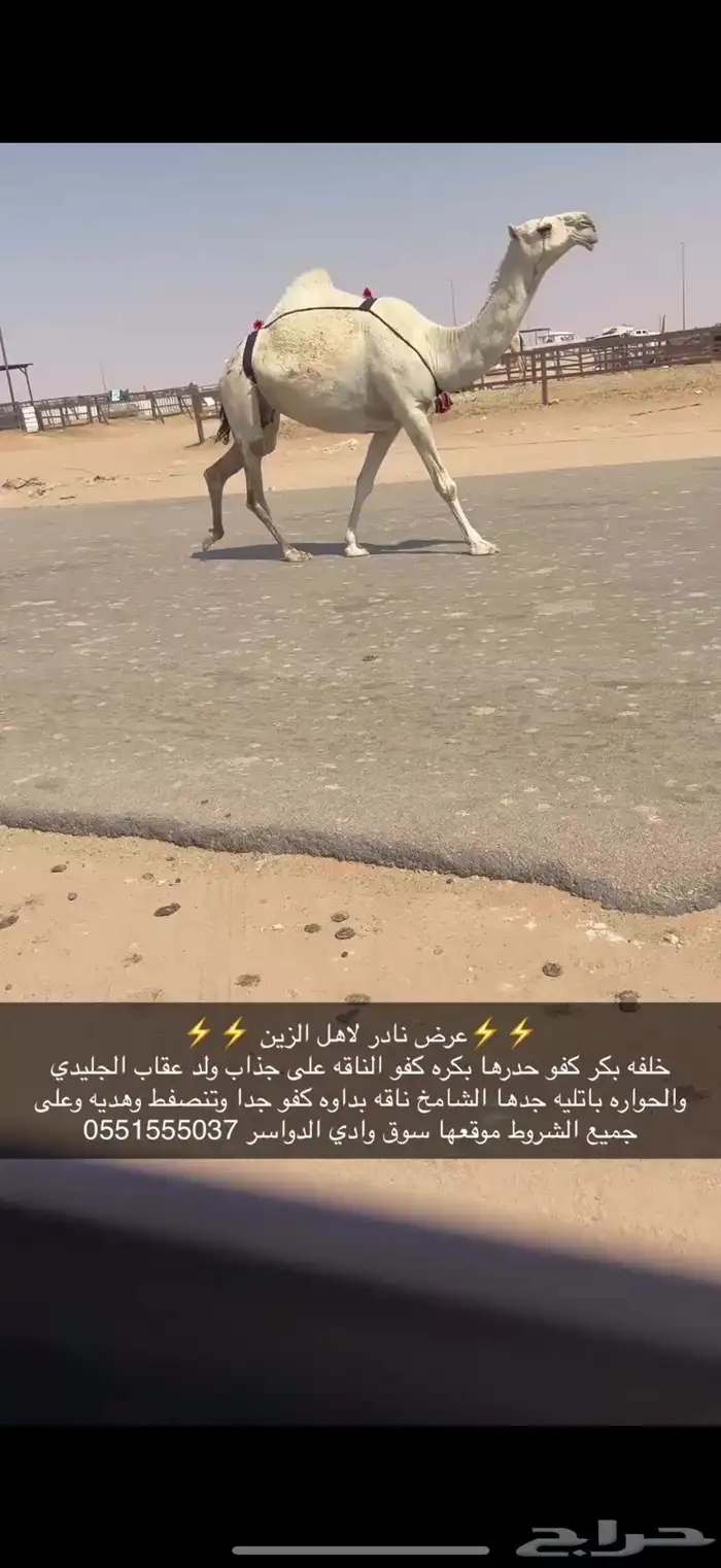 خلفه بكر كفو حدرها بكره 0
