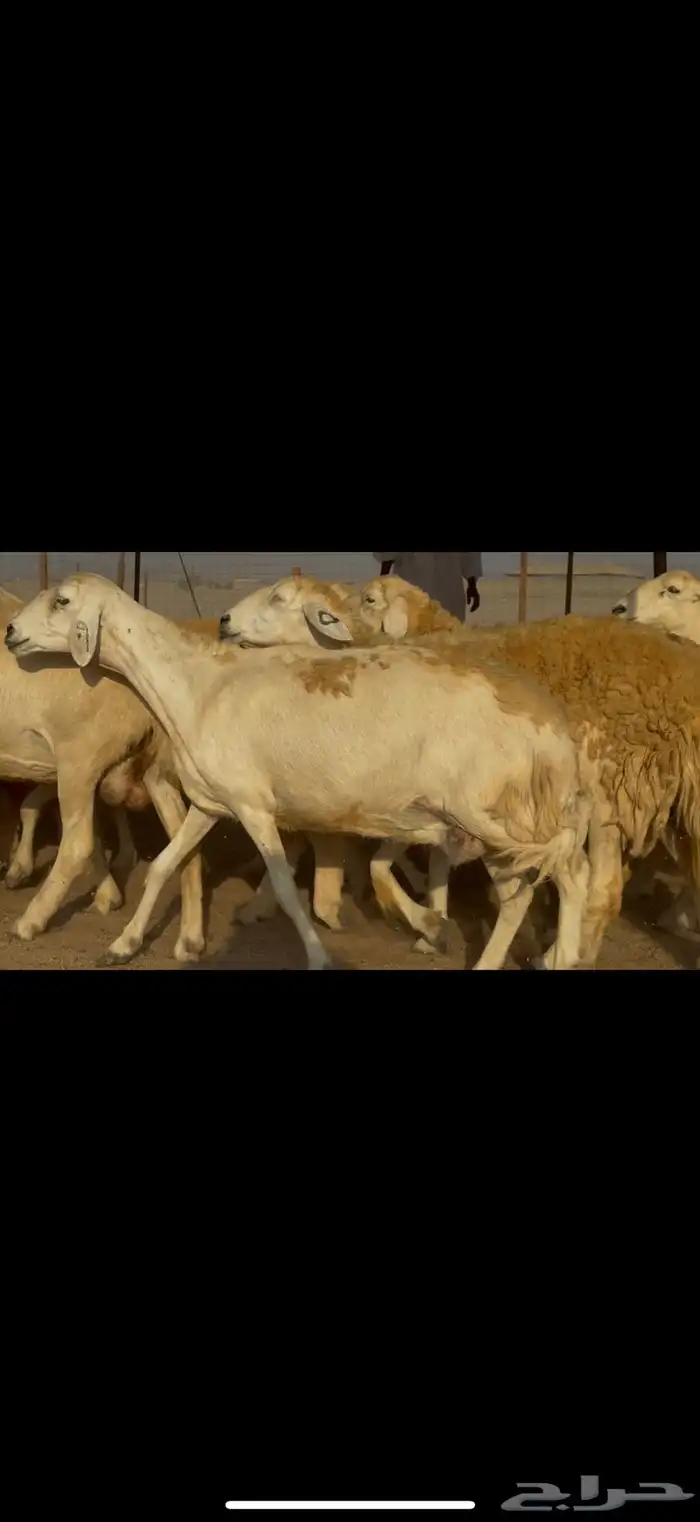 ما شاء الله وتبارك الله اعرض لكم غنم حريات دفيع 6