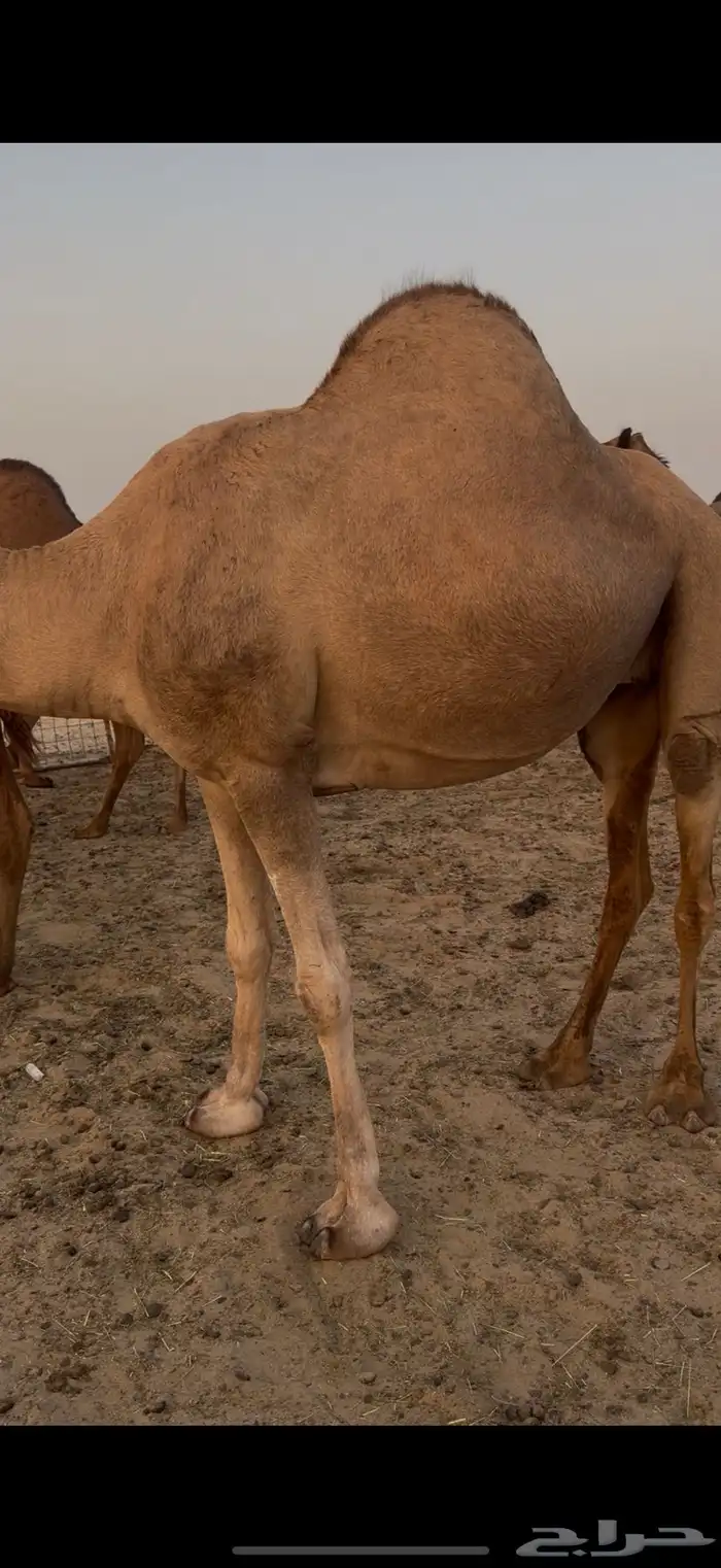 ناقه لقحه ساحليه 2