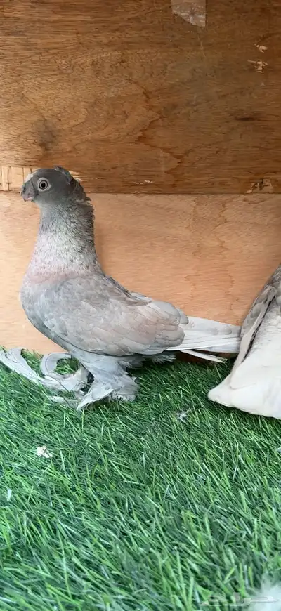 جوز حمام اوزبك index