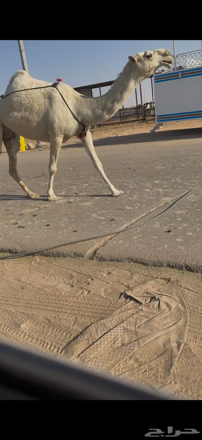 خلفه كفو حدرها بكره 6