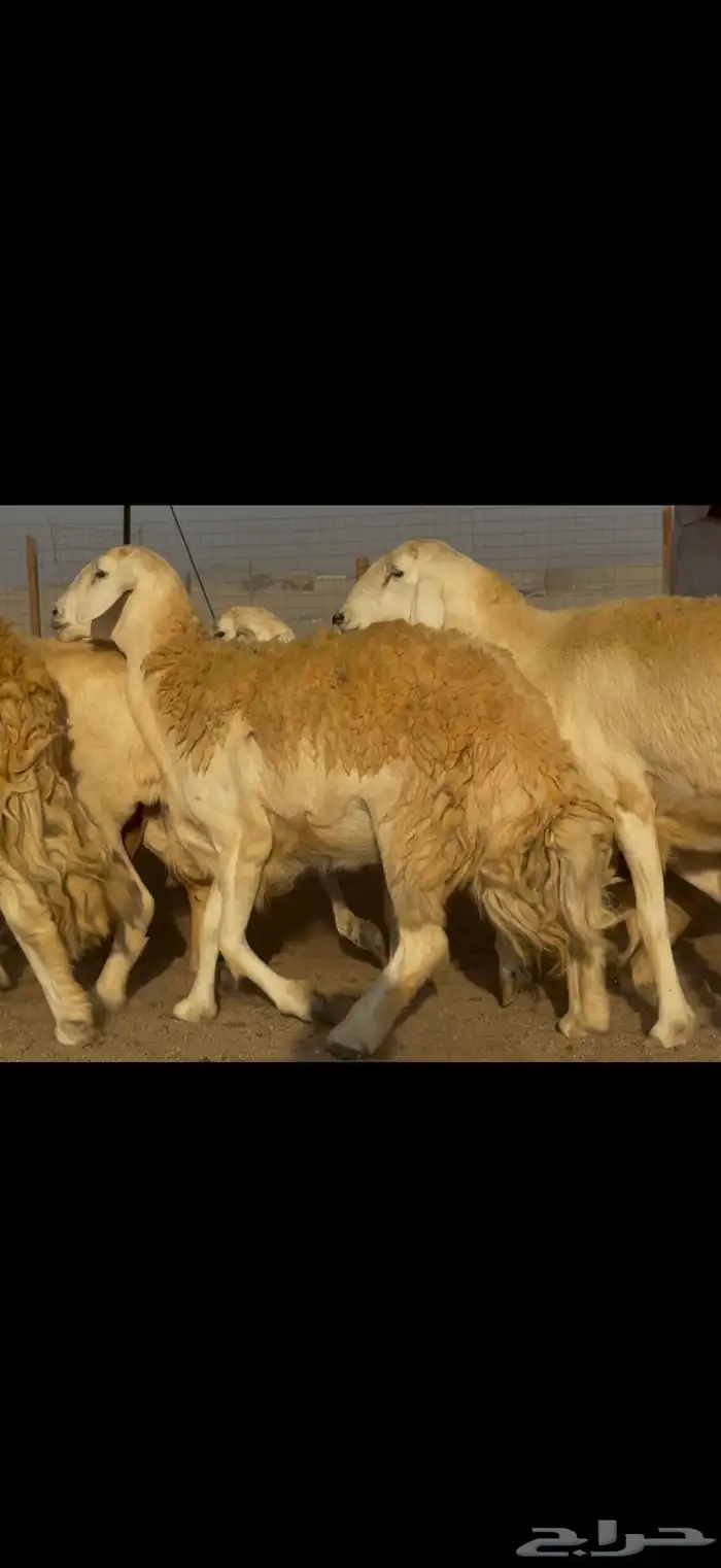 ما شاء الله وتبارك الله اعرض لكم غنم حريات دفيع 5