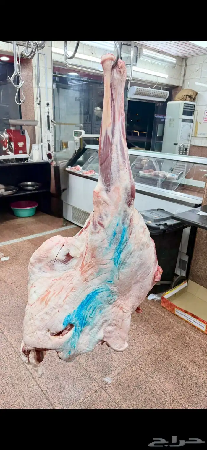 حاشي بلدي فاخرر ذبح يومي 2