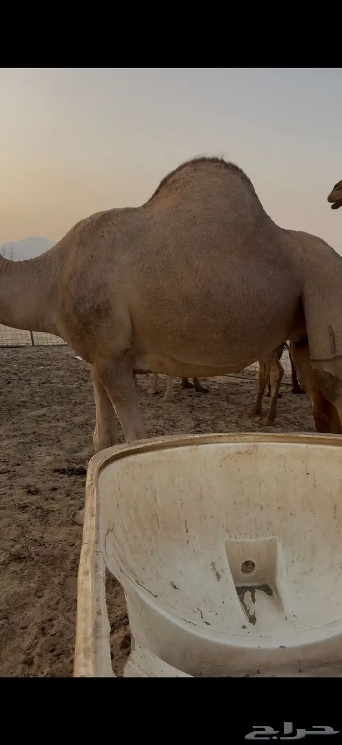 ناقه لقحه ساحليه 1