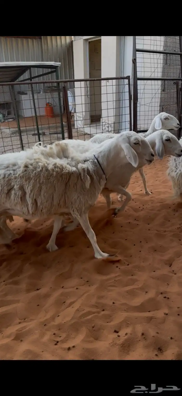 حريات حرش ثنوات ورباع وتامه 1 4