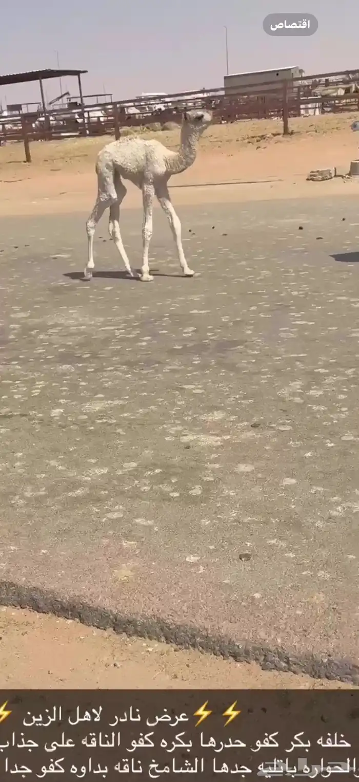 خلفه بكر كفو حدرها بكره 2