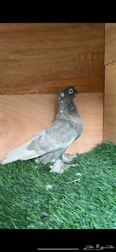 جوز حمام اوزبك index