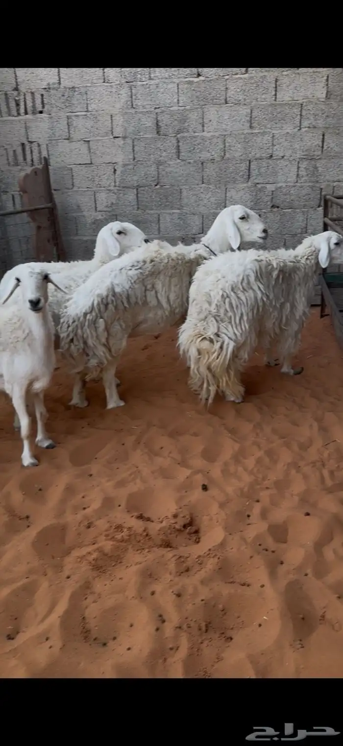 حريات حرش ثنوات ورباع وتامه 1 5