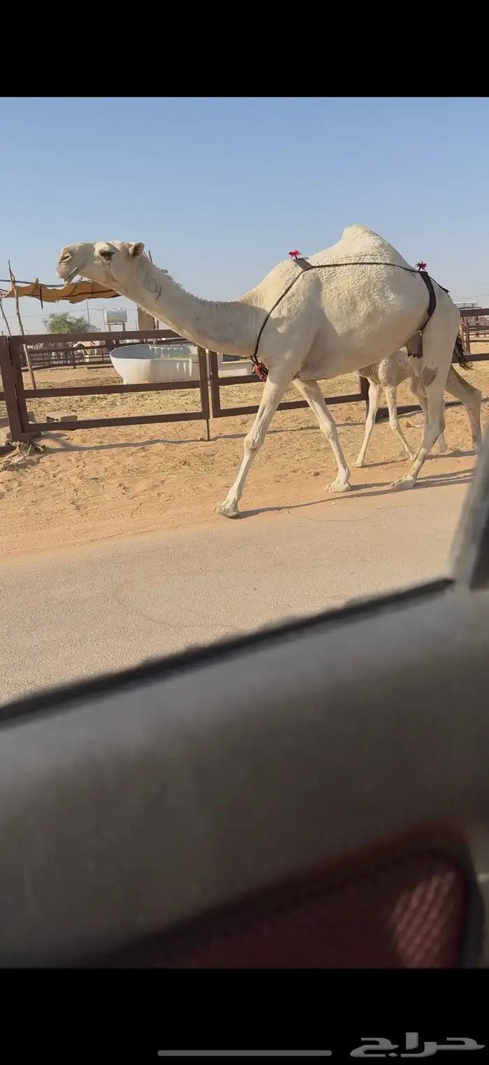 خلفه كفو حدرها بكره 2