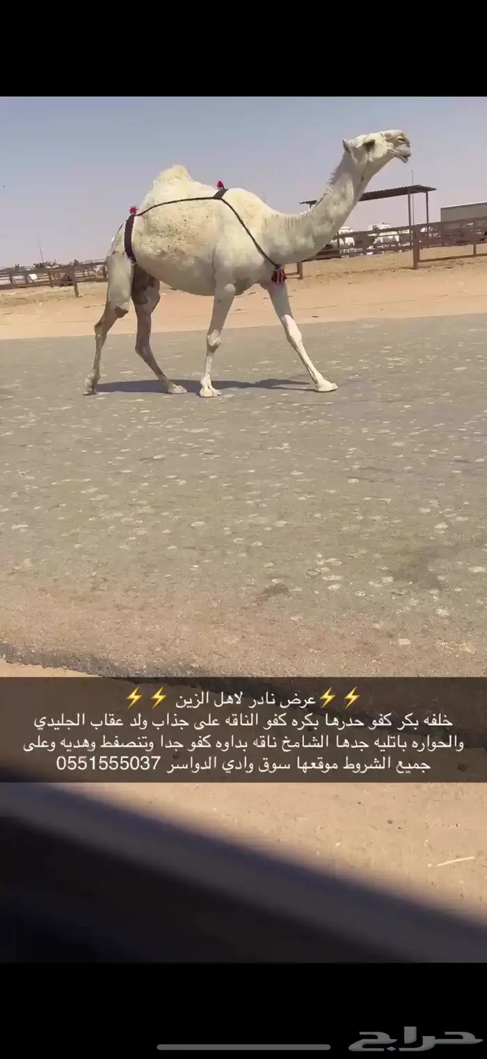 خلفه بكر كفو حدرها بكره 1