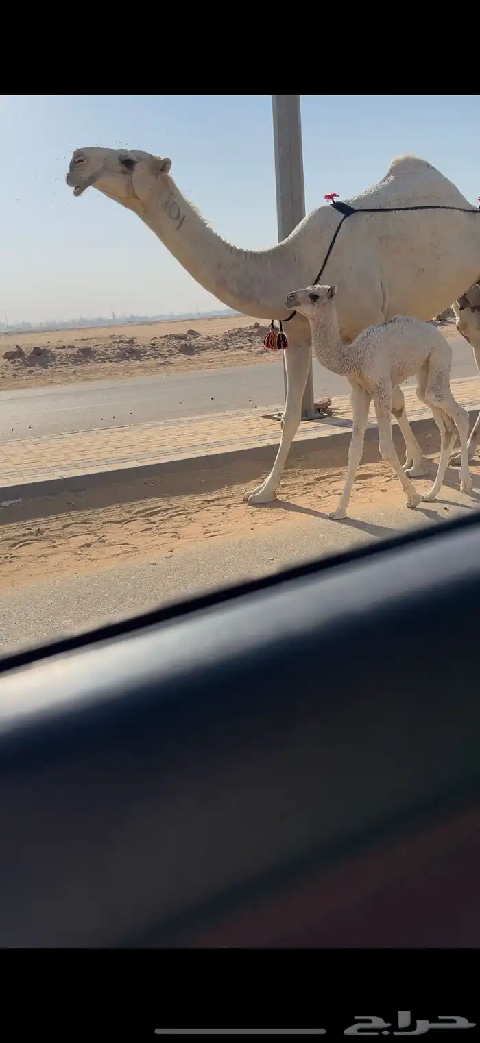 خلفه كفو حدرها بكره 4