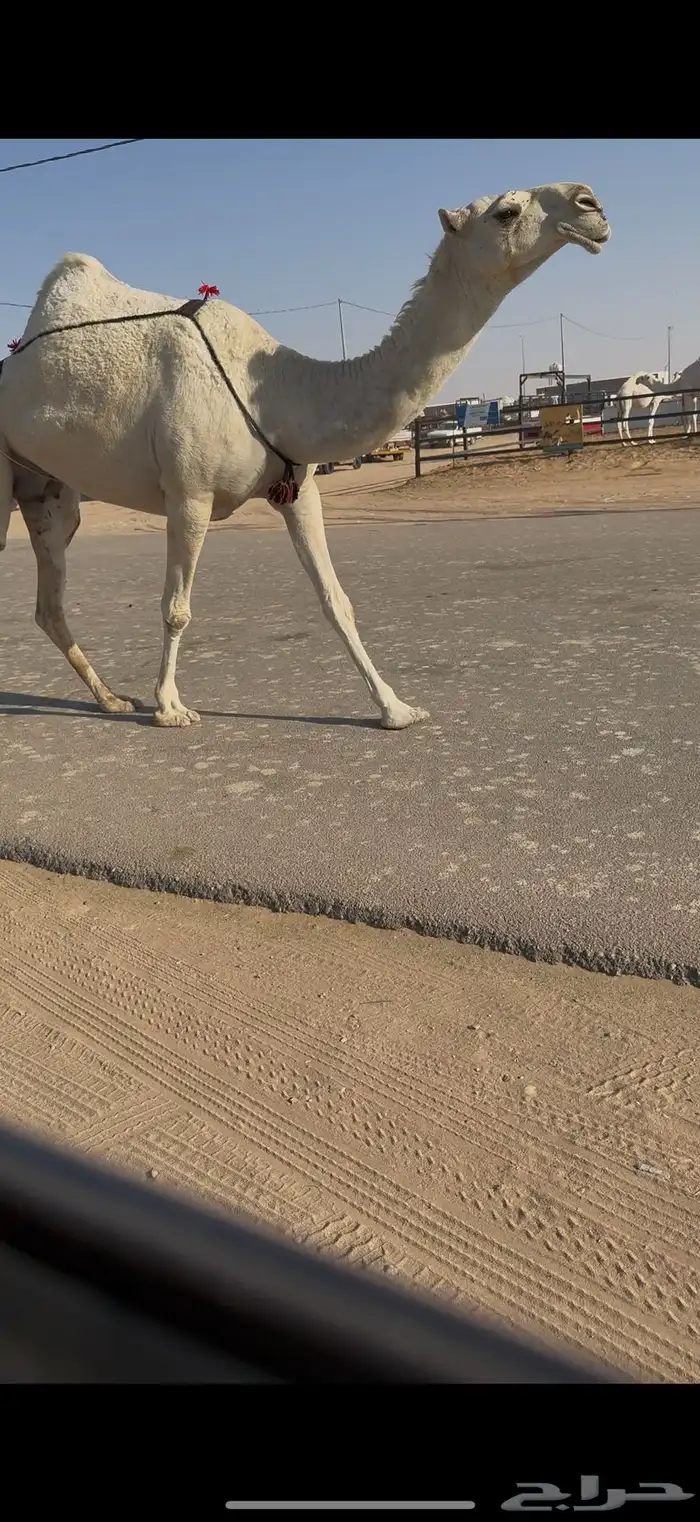 خلفه كفو حدرها بكره 3