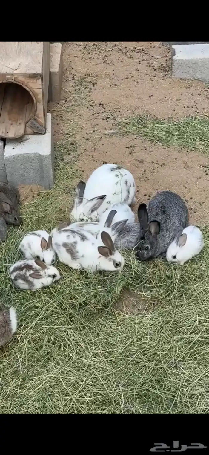 ارانب للبيع العدد 15 فيها كبير وسط وصغير للبيع 3