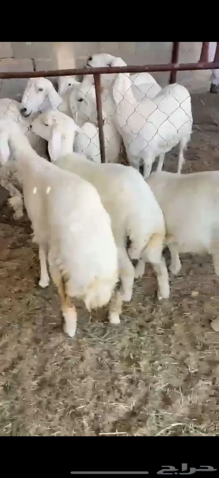 خروفين ورخل شحم 1