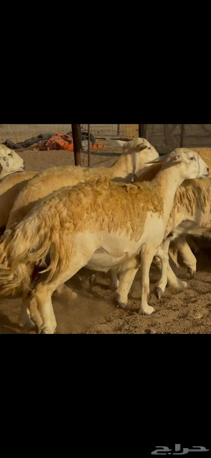 ما شاء الله وتبارك الله اعرض لكم غنم حريات دفيع 8