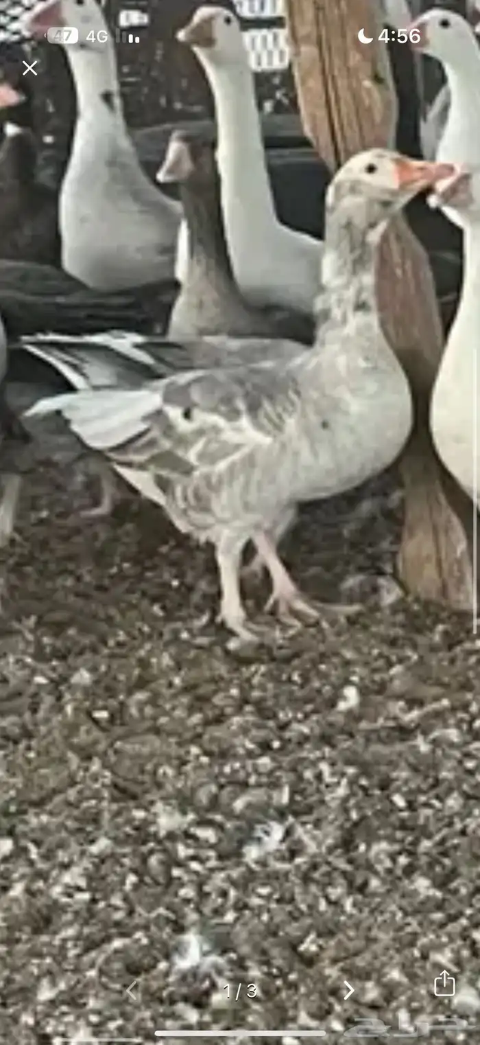 مطلوب وز بلدي 1