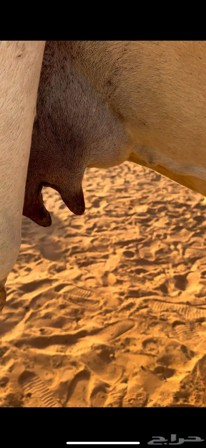 خلفه وضحى ام ثاني 1