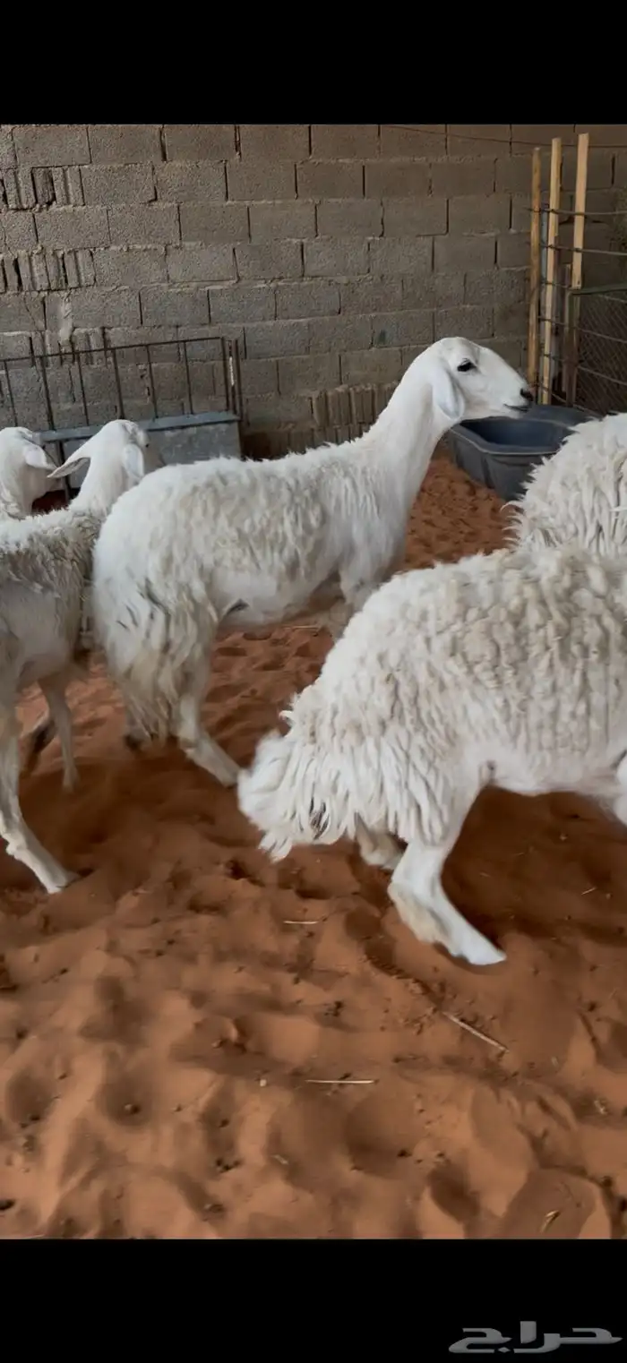 حريات حرش ثنوات ورباع وتامه 1 2