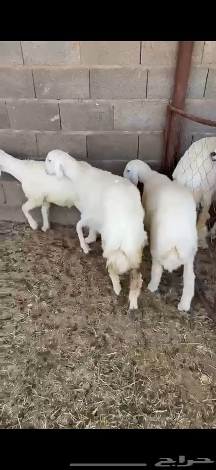 خروفين ورخل شحم 2